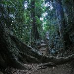 PARQUE NACIONAL DA TIJUCA